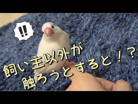 文鳥らしさ全開！！ java sparrow
