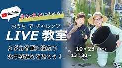 水生植物専門店 杜若園芸 Youtube