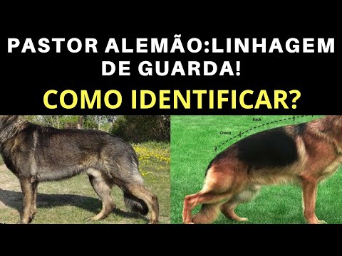 Pastor Alemão: COMO