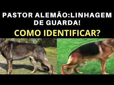 Vídeo: Como Distinguir Alabay De Um Pastor Alemão