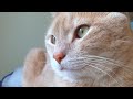 Iphone 4 HD sample of my cats