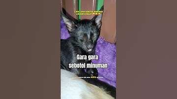 Gara gara sebotol minuman #shorts #short #cat #cats #catlover #animals #pets #fyp #viralshorts #pet