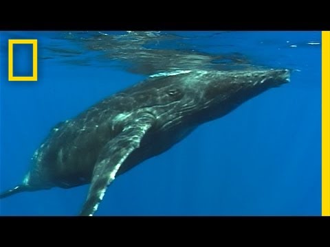 Hidden Humpback Hunt Captured | On Assignment