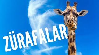 Zürafalar | Afrika Belgeselleri | Zürafa Belgeseli | Hayvan Belgeseli | Çocuklar için belgesel