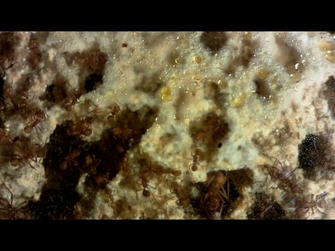 The Antman Live Stream