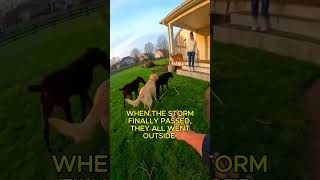 They Helped Animals During a Tornado 👏 #animals #rescue #storm #wholesome #deer #funny Wealth