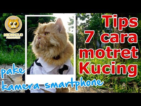 Video: Cara Memotret Kucing