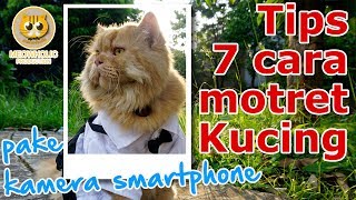 Tips 7 Cara Motret Kucing Menggunakan Smartphone di Rumah