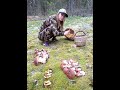 Грибы в Вологодской 2020, часть 4. Потерял в лесу корзину с грибами. Поляна из 24 подосиновиков.