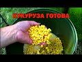 Ферментированная Кукуруза ГОТОВА. Способ Приготовления Кукурузы для РЫБАЛКИ ⚡ Fishing Video