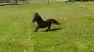 See how this disabled horse reacts when he's happy
