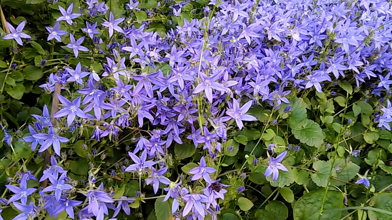 bloemenzee:geurende recycletuin in volle bloei.
