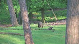 Wild zwijn aan het foerageren Veluwezoom 2023