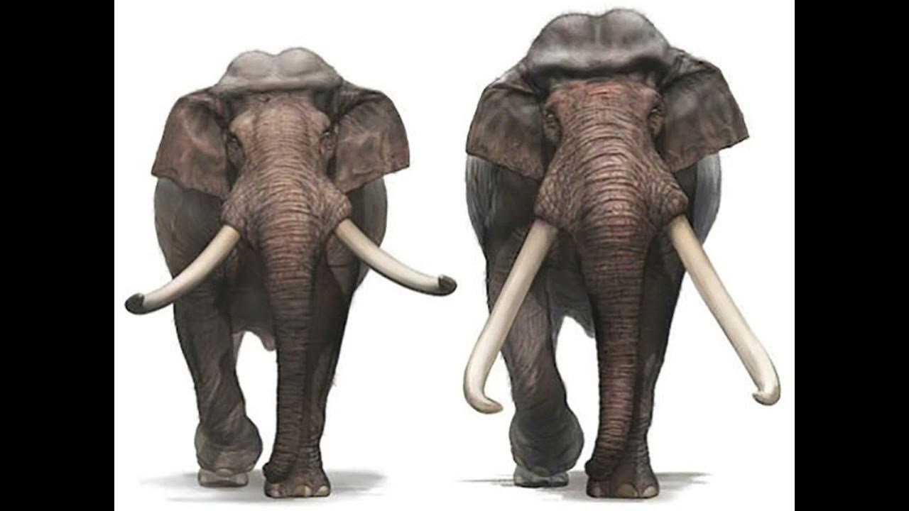African Elephant Vs Asian Elephant What S The Difference Reaction African Vs Asian The