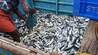 Big Catch in The Sea..You Won&#39;t Believe That How Many Fish | @KadalTv