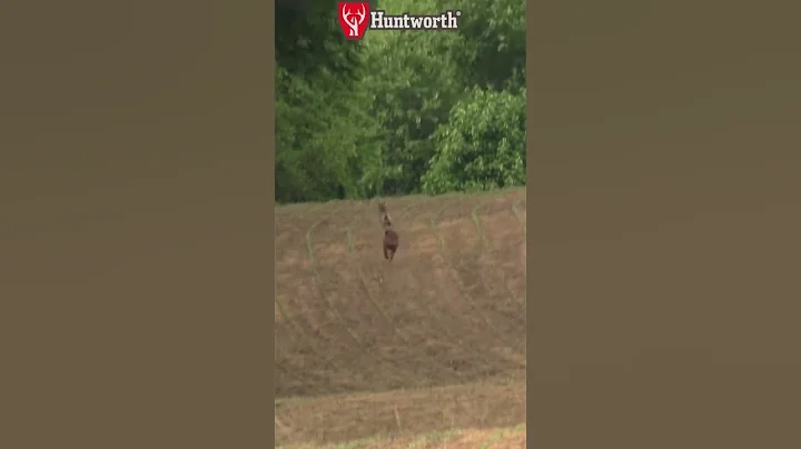 #hunting #animals #foxpro #huntingdog #wildlife #coyote #dog #nature #wildlife #coyotes #workingdog