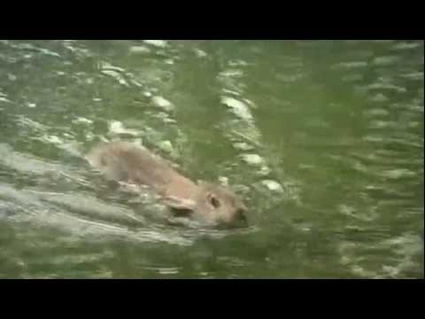 moome our incredible swimming rabbit youtube