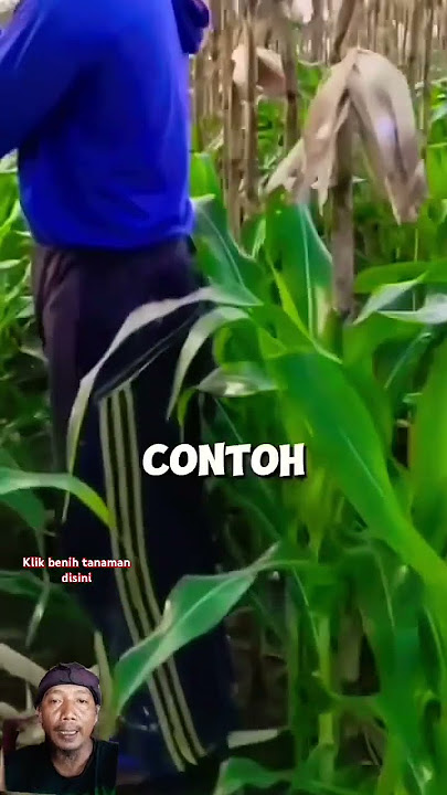 Petani kreatif tanam jagung tanpa olah lahan #pertanian #jagung #sawah #petanijagung #petani #jagung