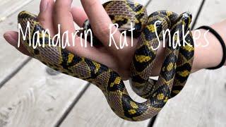 Species Spotlight Mandarin Rat Snakes