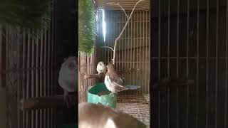 Suara Pancingan Buat Emprit Jepang Malas Bunyi emprit emje finch societyfinch empritjepang