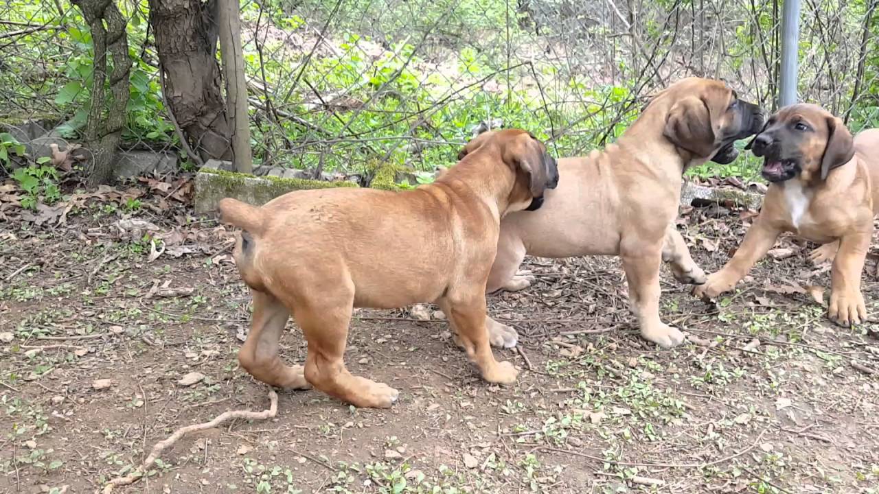 boerboel dog puppies