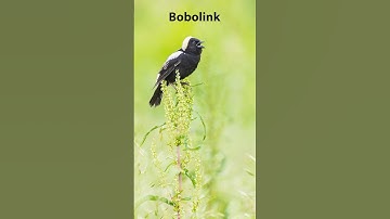 Photographing Birds: Bobolink #birds #wildlifephotography #birdphotography