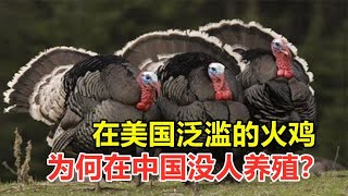 一天吃掉3亿多公斤，在美国泛滥的火鸡，为何在中国没人养殖？