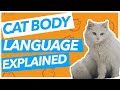 Cat Body Language EXPLAINED - Signs and Posture 101