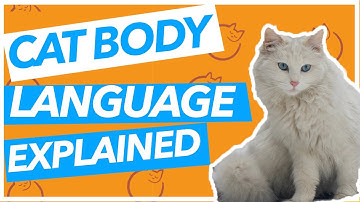 Cat Body Language EXPLAINED - Signs and Posture 101