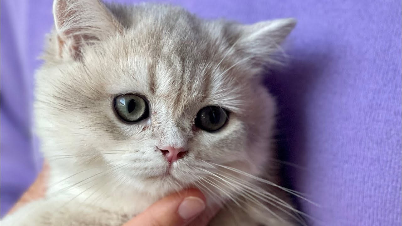 Indigo - rare British shorthair kitten in blue golden chinchilla color ...