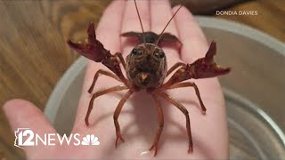 Woman finds crayfish on Mesa sidewalk