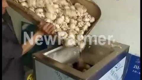 garlic separating machine video,garlic splitting,garlic breaking machine