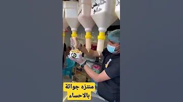بو تمبة مطاعم بطاطس Restaurant 