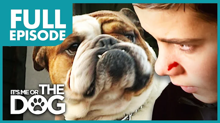 The Bully Bulldog: Pugsley | Full Episode | It's M...