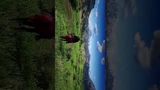 May I Stand Unshaken #reddeadredemption2 #openworldgames