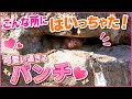 こんな所にはいっちゃた！大きくなったら無理よパンチ君❤️🙊