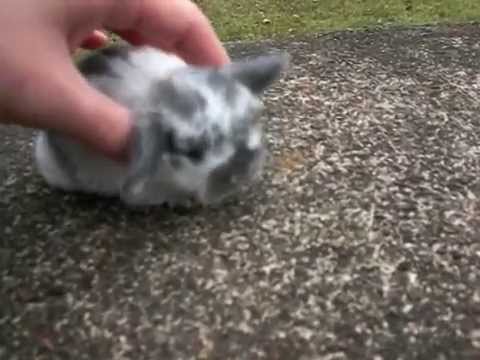 Lilly's Litter ~ 2 Weeks Old ~ Baby Holland Lop Bunnies