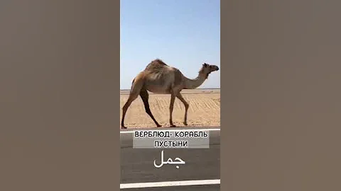 Верблюд идёт по трассе. Южный Синай