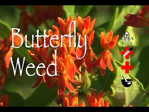 Butterfly Weed: Poison, Medicinal & Other Uses