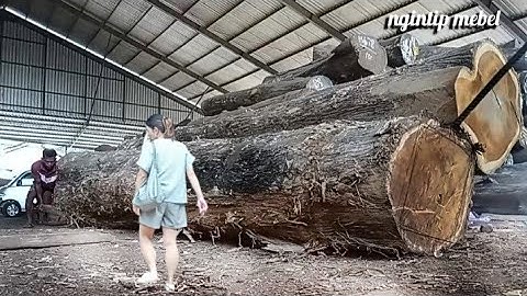 FANTASTIS !! Tanpa Banyak Cakap, Kayu Jati Besar Bahan Joglo Seharga 2 Ekor Kerbau Dibayar H. Udin. 