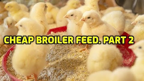 Cheap broiler feed part 2