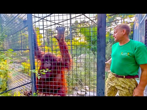 Олег Зубков и Леокадия хотели позвать орангутана Дану на прогулку, но у даны странное настроение