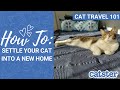 CAT TRAVEL 101: Help Cat Settle Into New Home (week-by-week cat travel vlog) | Excited Cats