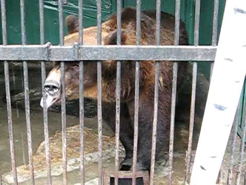 Видео: Медведи (Ленинградский зоопарк) / Bears (the Leningrad zoo)