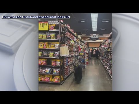 Bear-spotted-inside-grocery-store-in-Porter-Ranch