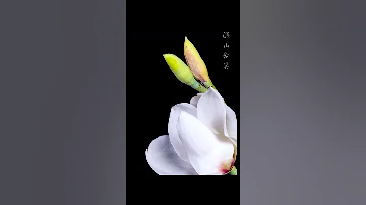 延時攝影 鮮花綻放的瞬間有多美，一起來看看 | CCTV - 天天要聞