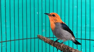 Suara burung KEMADE cit keres FULL GACOR ‼️ Masteran kemlade terbaik volume LANTANG audio JERNIH