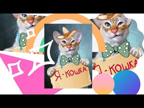 Новое смешное видео про животных 2019