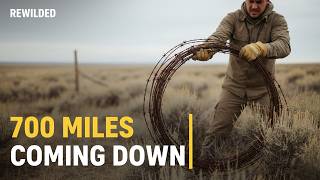 Pronghorn Ran 200 Miles. One Fence Could Stop Them.