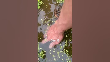 Đã có kết quả ạ ! Nuôi ốc trên chuồng lợn bỏ không !